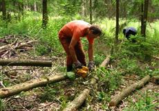 Pracovní víkend: vrchní dřevorubec