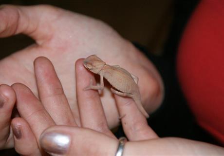 chameleonek