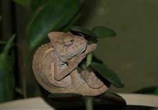 Chameleonek roste...: ...nebo se snažím schovat pod kytičku...